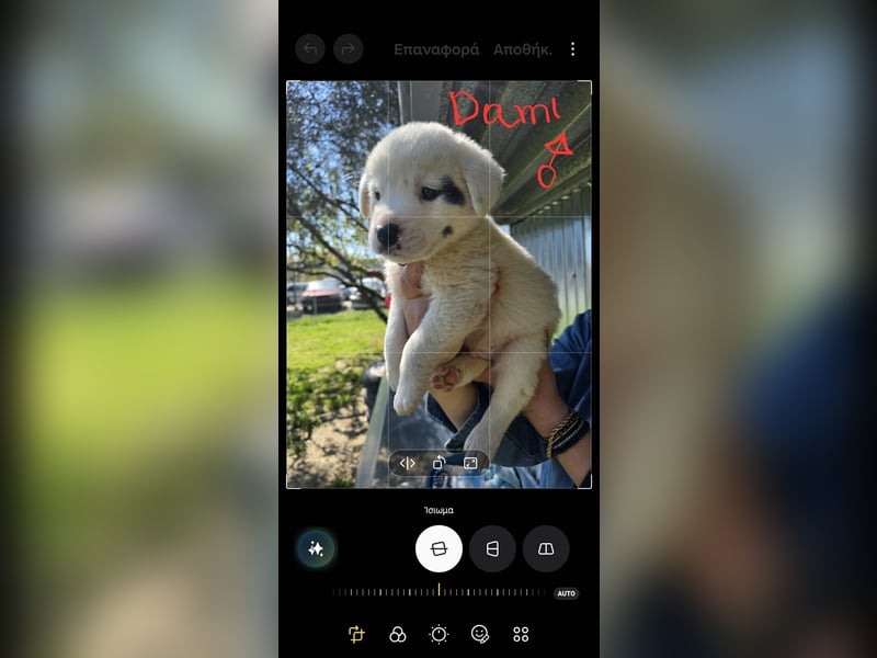 Dami wünscht sich ein liebevolles Zuhause