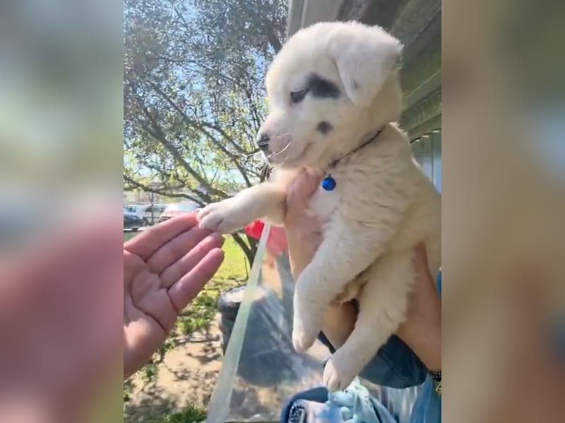 Dami wünscht sich ein liebevolles Zuhause