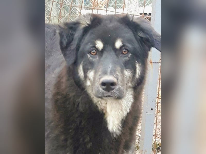 Rosie hat ein großes Herz ❤️