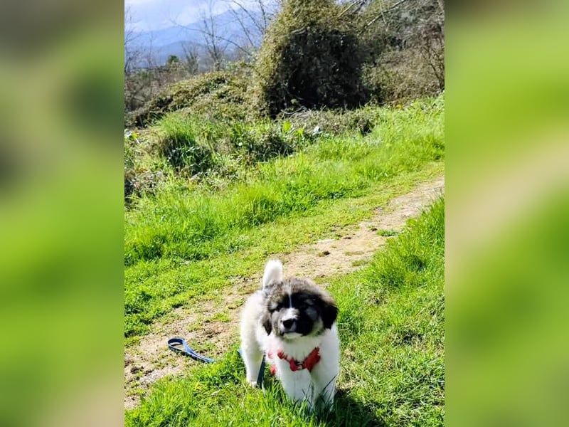 Arlo wünscht sich ein großes Körbchen