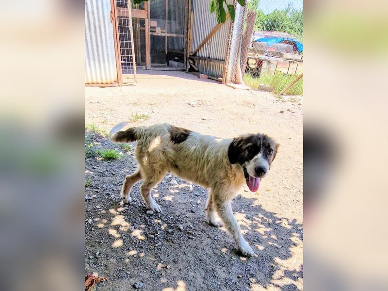 Vasili, ein großer Schelm möchte geliebt werden.