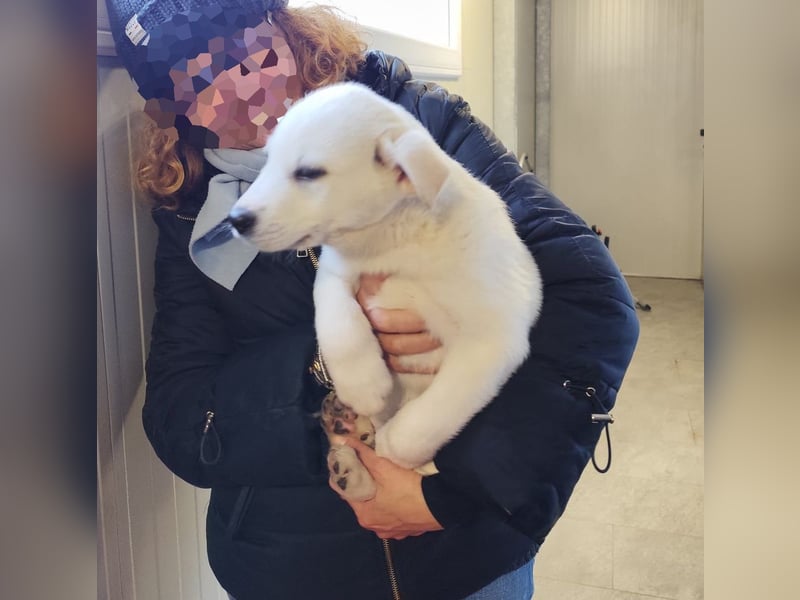 POLAR - ein kleiner Eisbär ;) sucht das große Glück