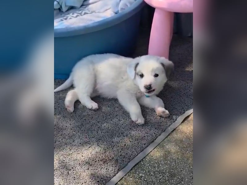 Kosmas möchte die Welt entdecken