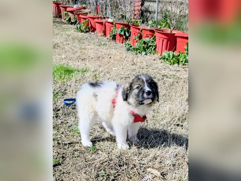 Arlo wünscht sich ein großes Körbchen
