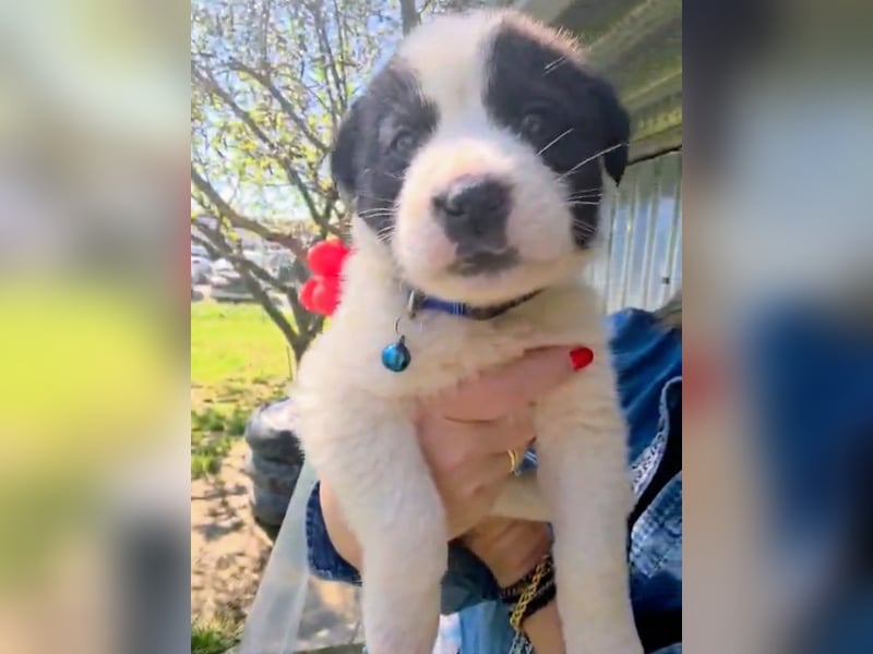 Panta sucht sein Forever Home