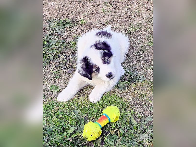 Kibo ist "ready to go" für sein Forever Home