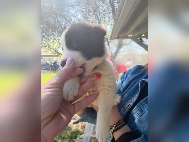 Panta sucht sein Forever Home