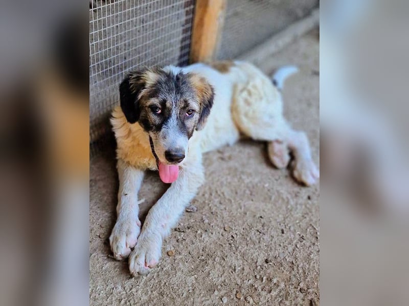 Vasili, ein großer Schelm möchte geliebt werden.