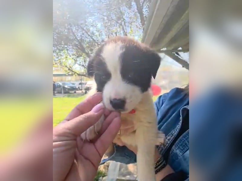 Panta sucht sein Forever Home