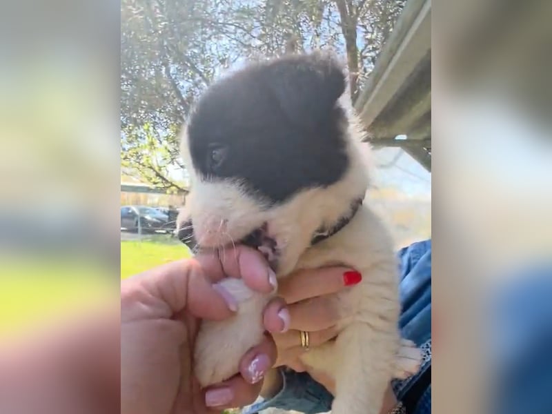 Panta sucht sein Forever Home