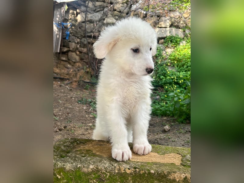 Nino – der kleine Kerl, der einmal groß wird, sucht seine Familie