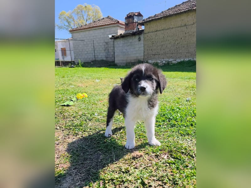 Pepe ist "ready to go" für sein Forever Home