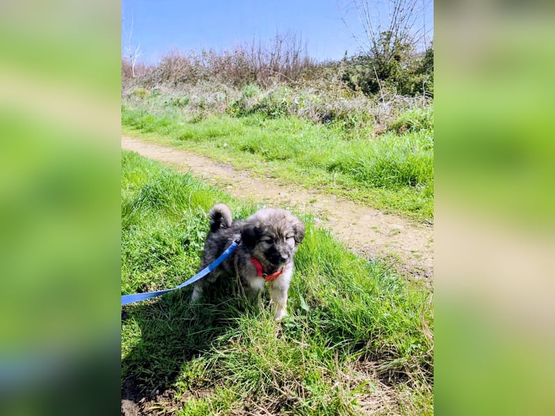 Ayla sucht ihr Für-immer-Zuhause