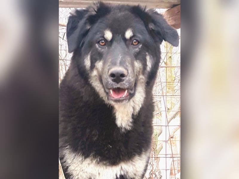 Rosie hat ein großes Herz ❤️