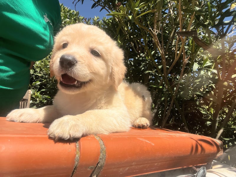 Ted - ein Herz auf vier Pfoten sucht sein Glück