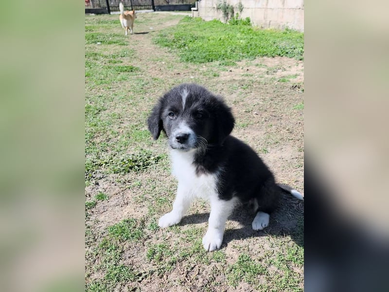 Pepe ist "ready to go" für sein Forever Home