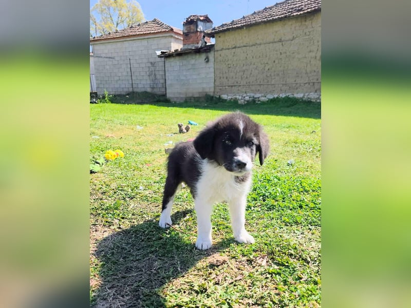 Pepe ist "ready to go" für sein Forever Home