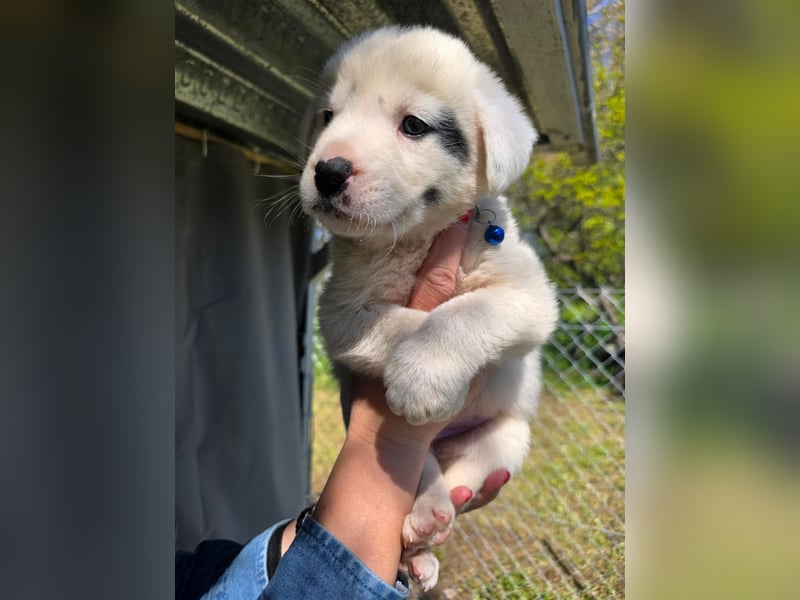 Dami wünscht sich ein liebevolles Zuhause