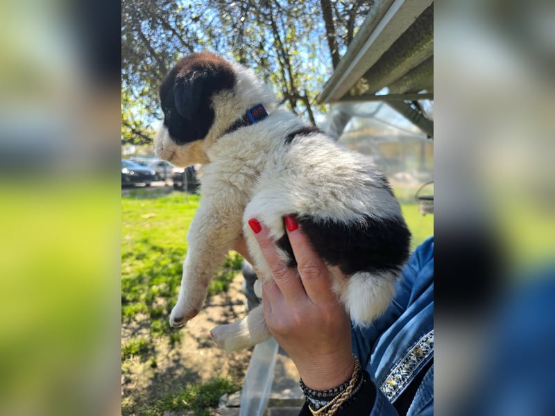 Panta sucht sein Forever Home