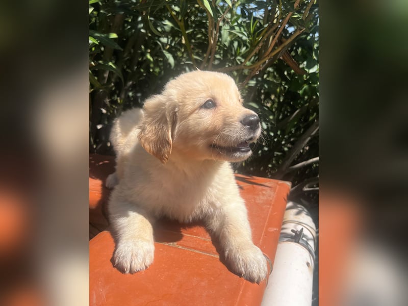 Ted - ein Herz auf vier Pfoten sucht sein Glück