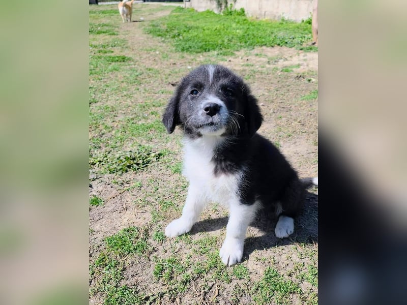 Pepe ist "ready to go" für sein Forever Home