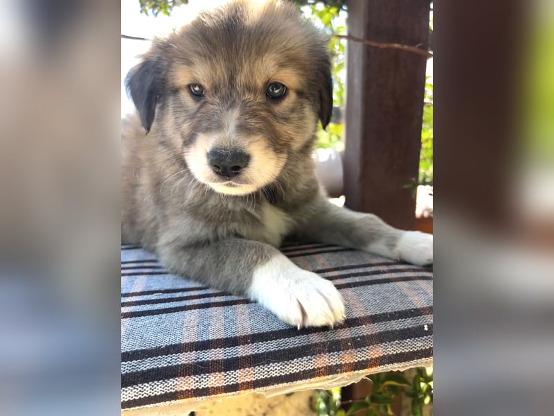 Tonic, der kleine Herzensbrecher sucht sein großes Glück