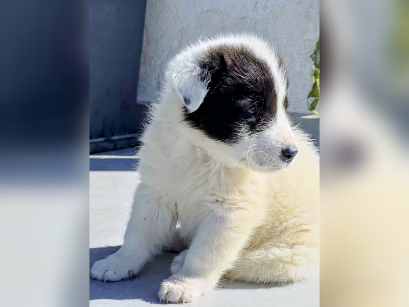 Kiran wünscht sich ein liebevolles Zuhause