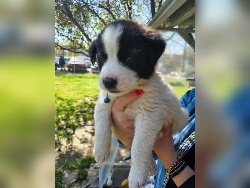 Panta sucht sein Forever Home