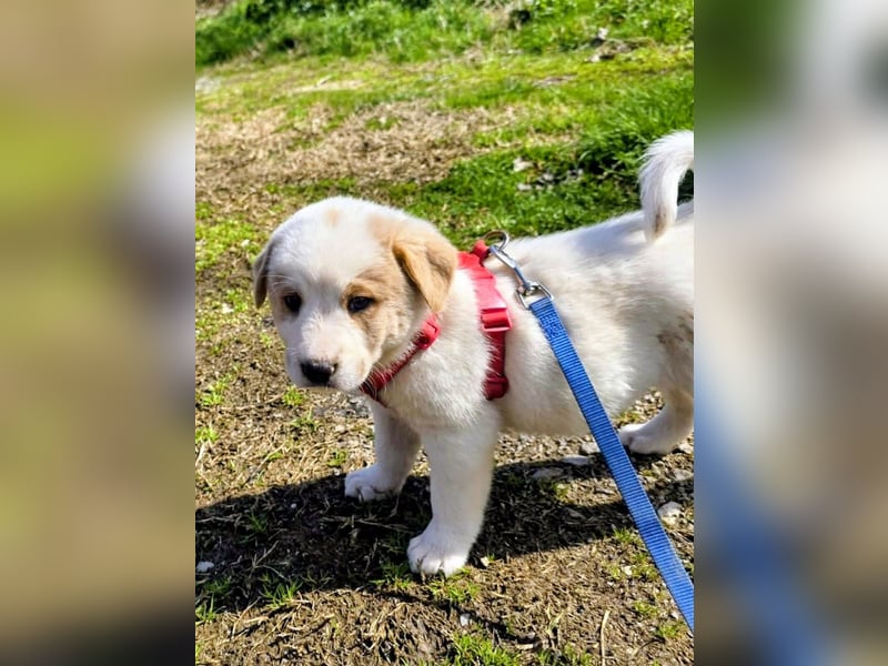 Ash sucht seine Menschen