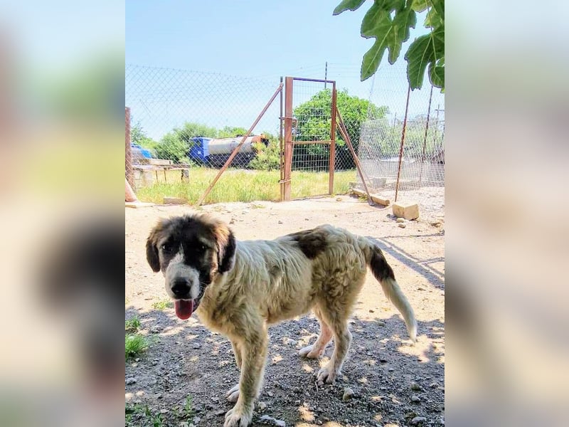 Vasili, ein großer Schelm möchte geliebt werden.