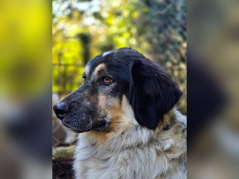 Marzio – Ein fantastischer Begleiter mit großem Herz sucht sein Zuhause