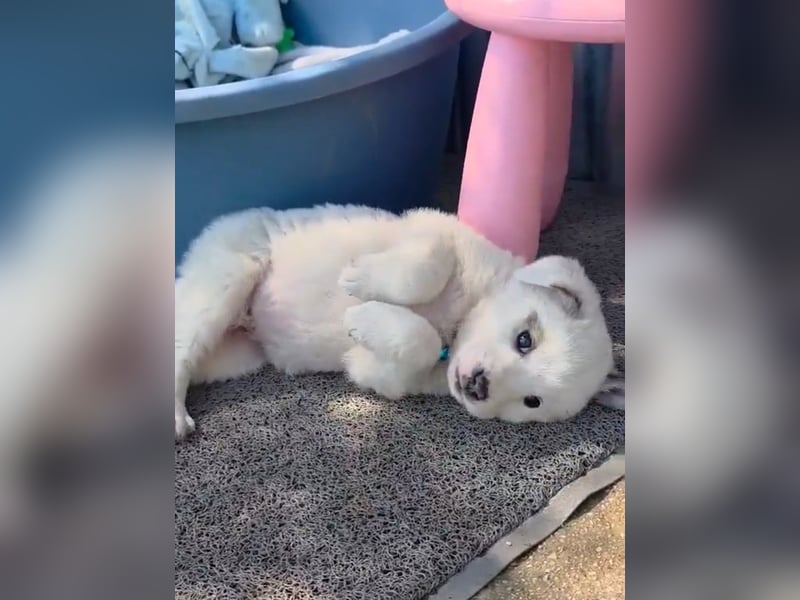 Kosmas möchte die Welt entdecken