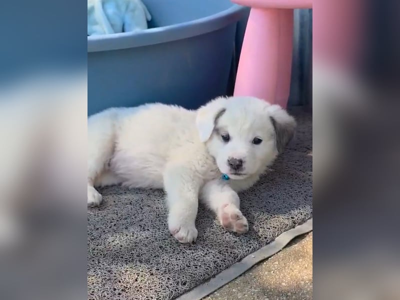 Kosmas möchte die Welt entdecken