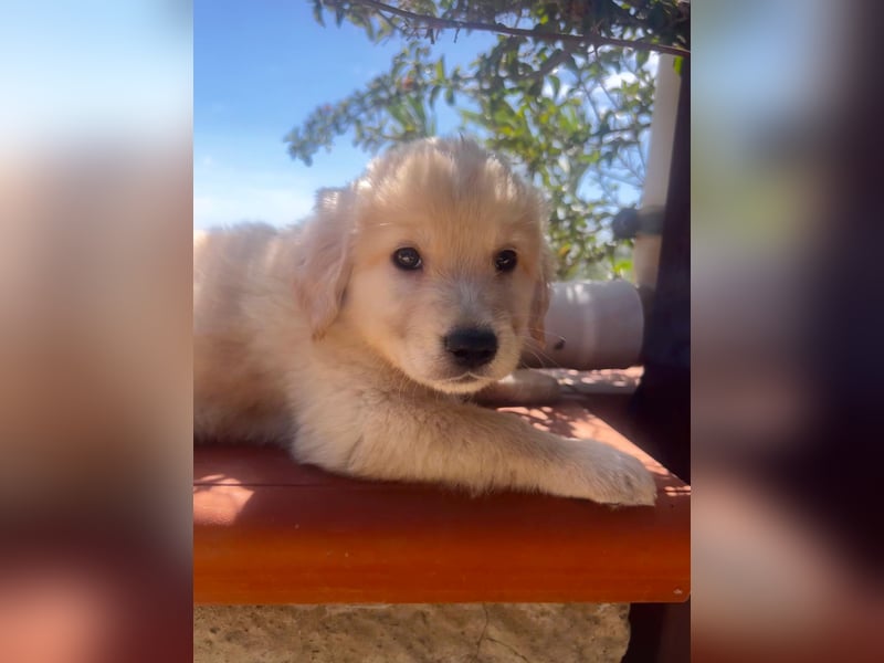 Ted - ein Herz auf vier Pfoten sucht sein Glück