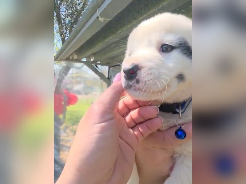 Dami wünscht sich ein liebevolles Zuhause