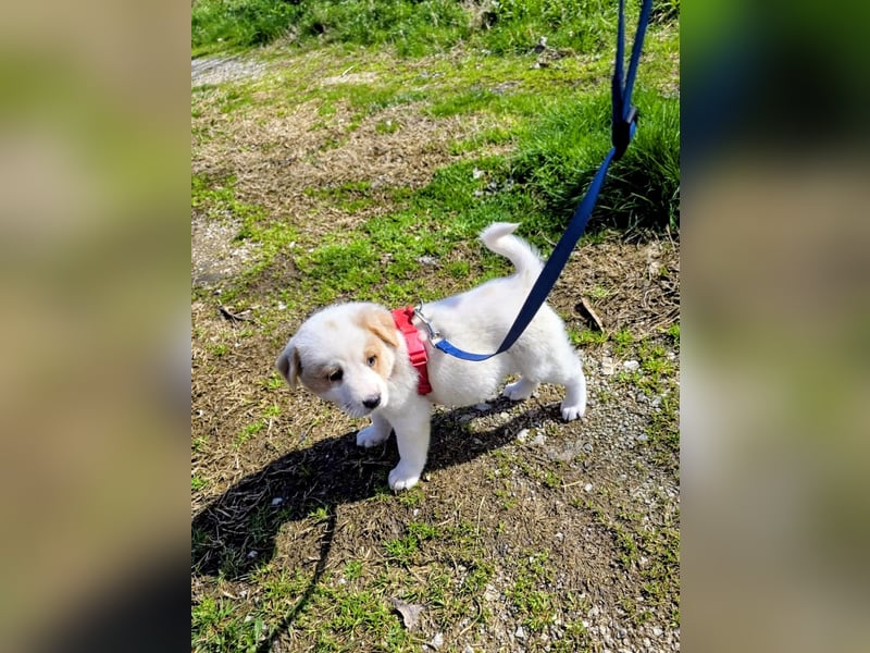 Ash sucht seine Menschen