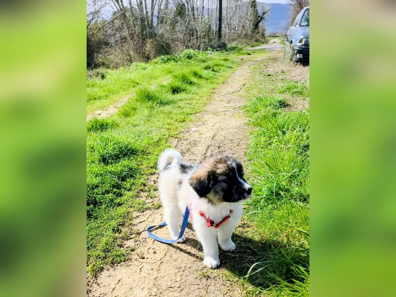 Arlo wünscht sich ein großes Körbchen