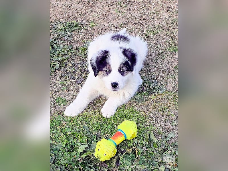 Kibo ist "ready to go" für sein Forever Home