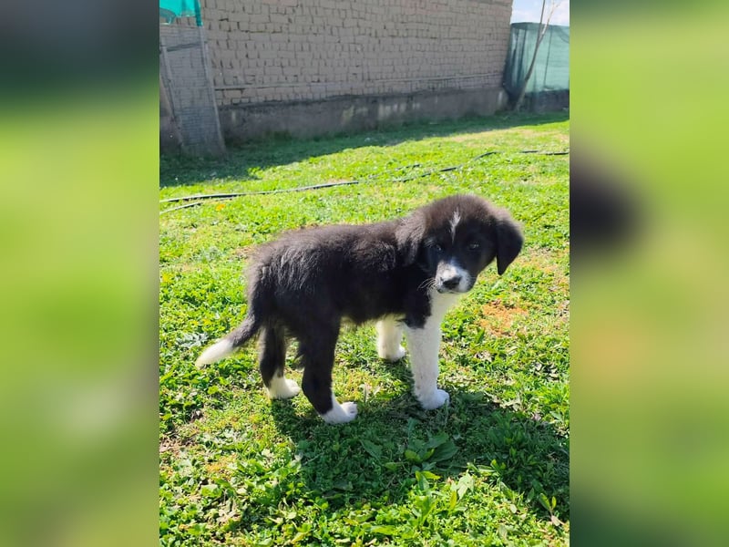 Pepe ist "ready to go" für sein Forever Home