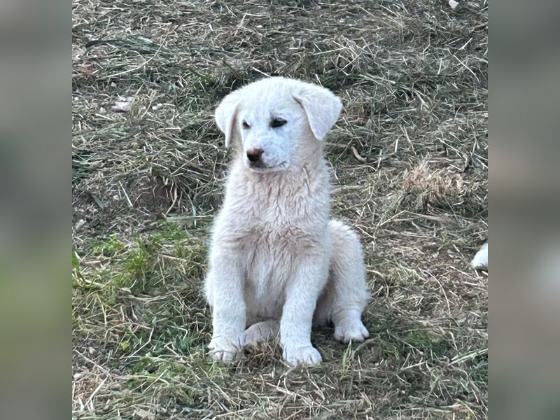 Sahra – der Sonnenschein auf vier Pfoten sucht ihr Zuhause