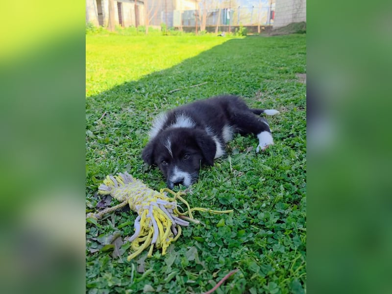 Pepe ist "ready to go" für sein Forever Home