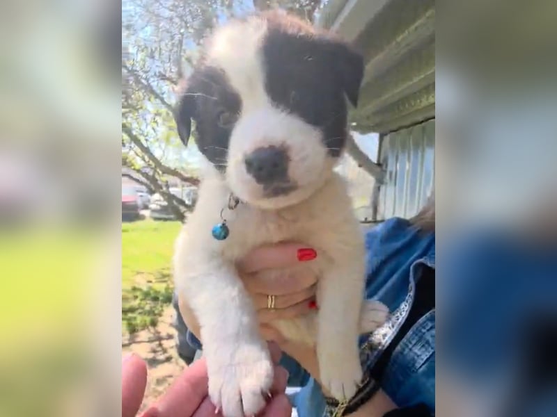 Panta sucht sein Forever Home