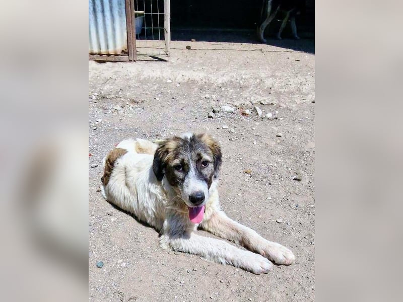 Vasili, ein großer Schelm möchte geliebt werden.