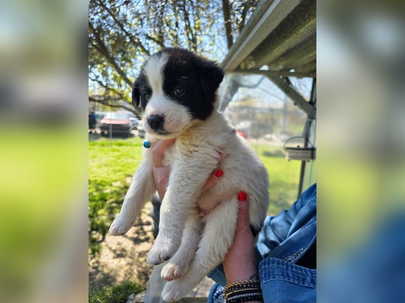 Panta sucht sein Forever Home