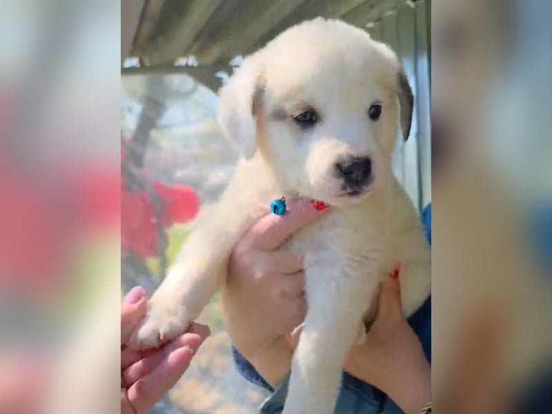 Kosmas möchte die Welt entdecken