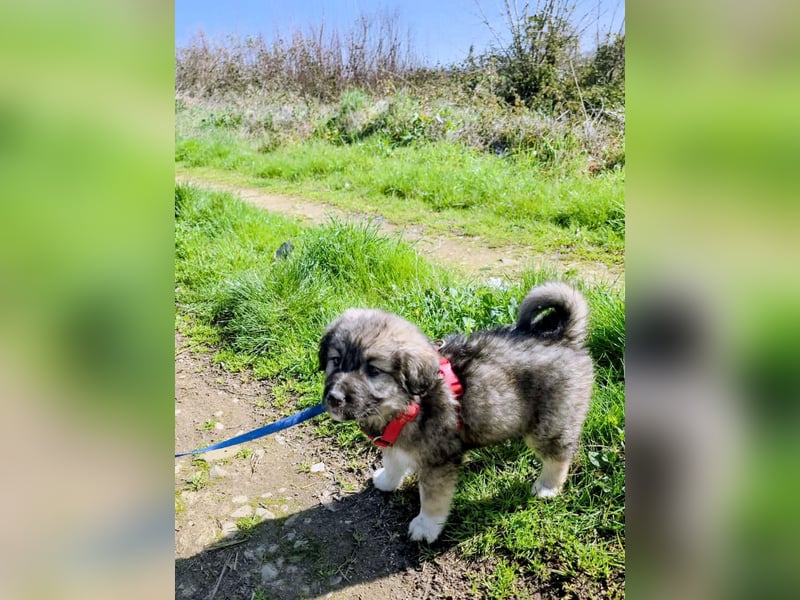 Ayla sucht ihr Für-immer-Zuhause