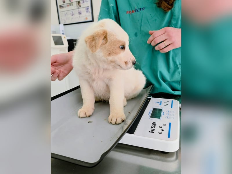 Ash sucht seine Menschen