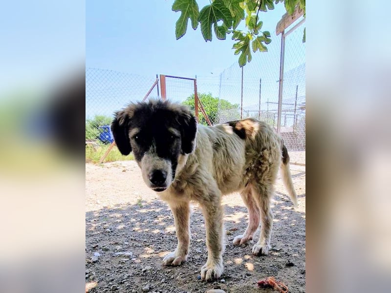 Vasili, ein großer Schelm möchte geliebt werden.