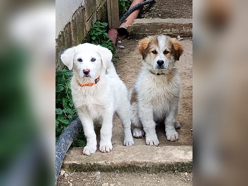 Sahra – der Sonnenschein auf vier Pfoten sucht ihr Zuhause