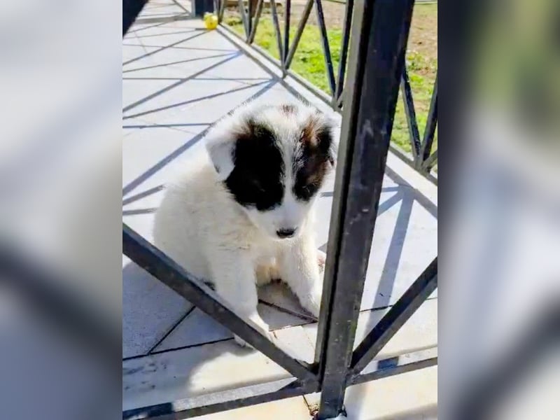 Kiran wünscht sich ein liebevolles Zuhause